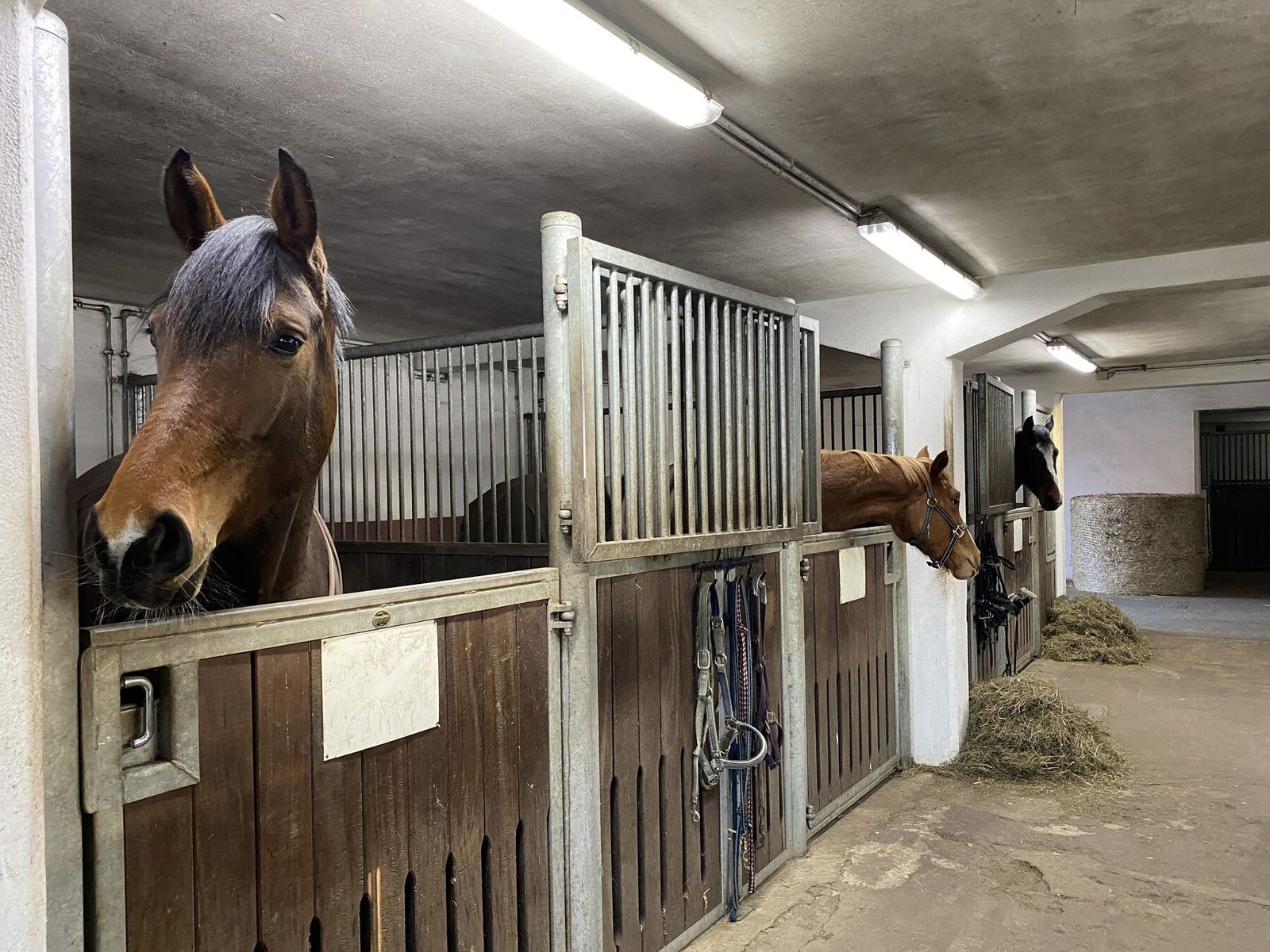 Blick in den Stall des Pferdehofs Brenz mit neugierigen Pferden in ihren Boxen