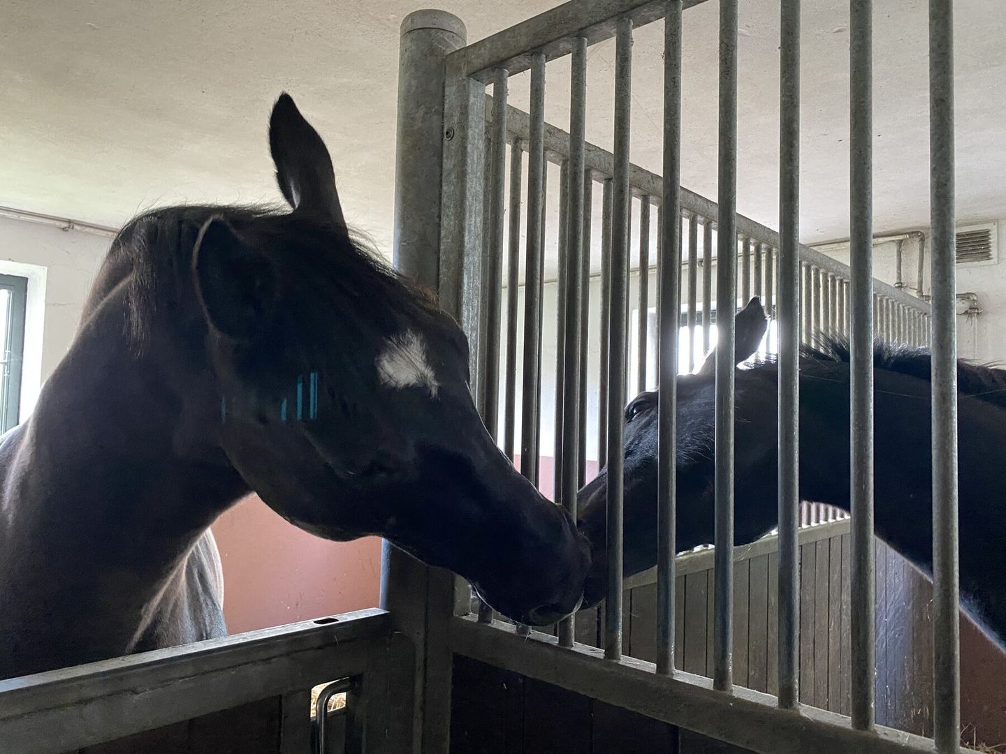 Pferd im Stall